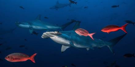 Ecuador ganó premio por canje de deuda que protege Galápagos