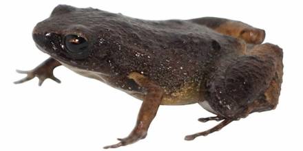 Investigadores descubrieron una nueva especie de rana de hojarasca