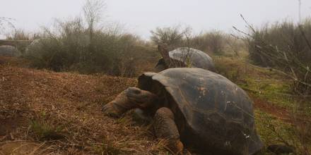 Ecuador censará la población de tortugas gigantes en el volcán Alcedo