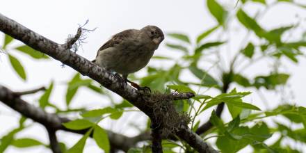 510 pinzones criados en cautiverio fueron liberados en isla Floreana