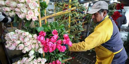 Rosas ecuatorianas entrarán sin aranceles a EEUU tras acuerdo