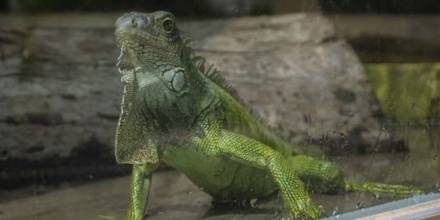 El Zoológico de Guayllabamba tendrá juegos, charlas y ferias