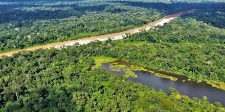 El 42 % de los bosques vírgenes de la Amazonía no tiene protección y pueden desaparecer