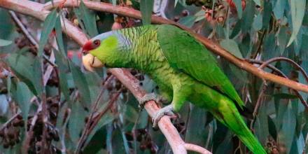 Se unen esfuerzos para aumentar la población del loro Amazona lilacina en Ecuador