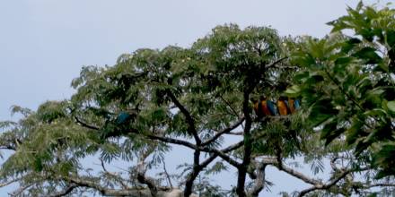 Inteligencia artificial para identificar árboles en la Amazonía de Ecuador