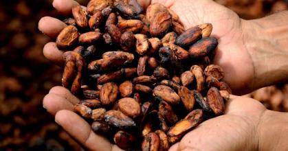 El precio del cacao aumenta por la caída en la producción en África 