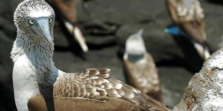 Expertos esperan romper el récord de conteo de aves en Galápagos