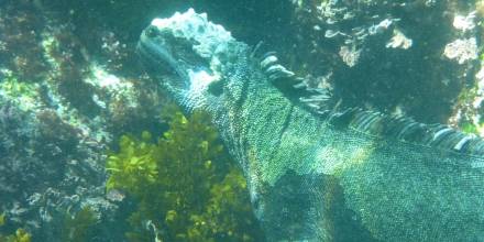 Islas Galápagos: El turismo de buceo está bajo la lupa de los científicos