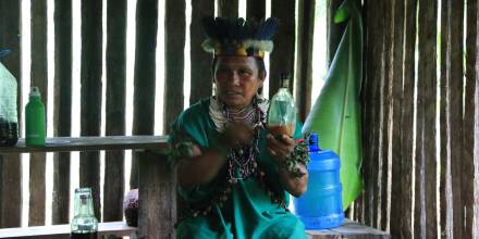 La toma de guayusa, un ritual energizante en la Amazonía