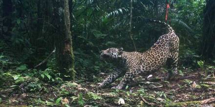 Unos 2000 jaguares viven en áreas protegidas e indígenas de la Amazonía de Ecuador, Colombia y Perú, revela estudio