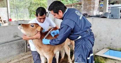 Ecuador inició vacunación contra la fiebre aftosa 