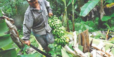 Verde, yuca y churo yuyo, alimento de los napeños