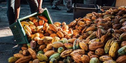 La Cumbre del Cacao Amazónico tendrá lugar en Tena