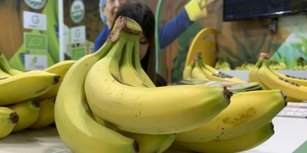 Ecuador congrega a la industria bananera de Latinoamérica