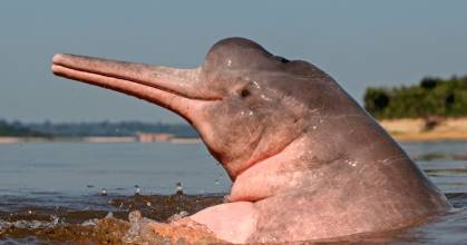 La población de delfines rosados en la Amazonía colombiana va en declive 