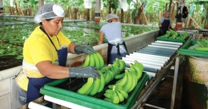 Ecuador exportó 364.16 millones de cajas de banano en 2024 