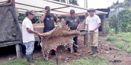 Matan a un jaguar en Orellana; Ministerio del Ambiente del Ecuador presentará denuncia