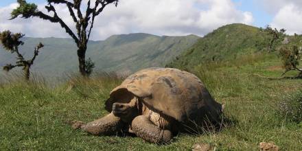 Galápagos: 563 tortugas gigantes fueron repatriadas a su hábitat natural