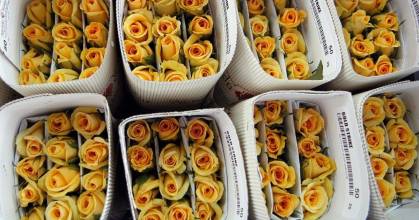 La exportación de flores por San Valentín crece un 8,7 %