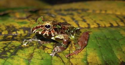 Perú: Científicos identifican 2 nuevas especies de ranas arlequines en la Amazonía