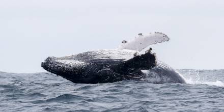 Ecuador abre la temporada de avistamiento de ballenas jorobadas