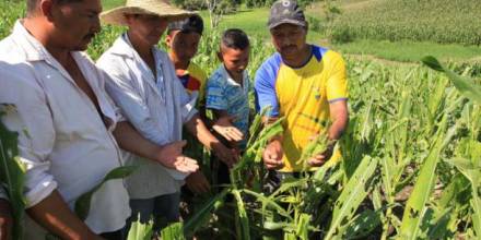 82 281 hectáreas de maíz están afectadas por las plagas