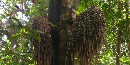 Ungurahua, un tesoro nutricional en la selva amazónica