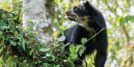 El Chocó Andino: un rincón de naturaleza, aventura y cultura a un paso de Quito