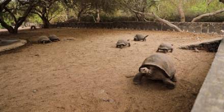 Tortugas gigantes criadas en cautiverio retornan a su hábitat en Galápagos