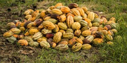 Cacao: Ecuador esperar cerrar el 2024 con ventas de $ 3.000 millones