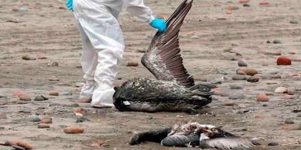 2 zonas de Galápagos fueron cerradas por sospechas de gripe aviar