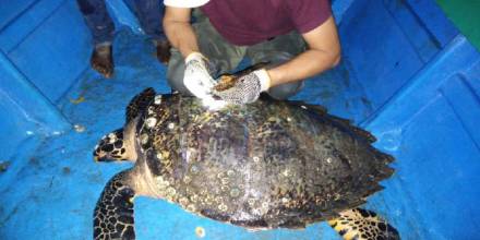 Ecuador marca por primera vez a una tortuga carey, en peligro de extinción