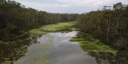 204 especies exóticas e invasoras fueron identificadas en la Amazonía ecuatoriana