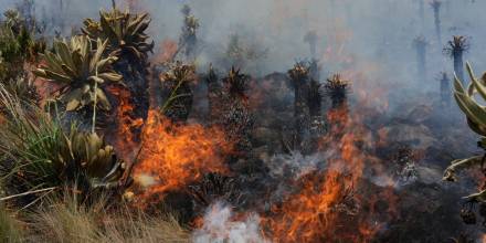 3.800 hectáreas han sido calcinadas por incendio forestal en Loja