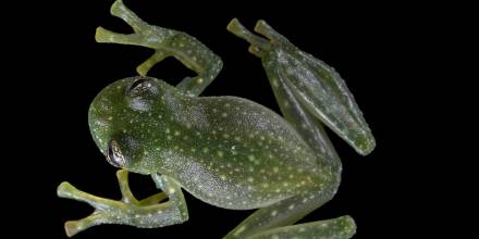 Investigadores de la UTPL descubrieron nueva especie de rana de cristal