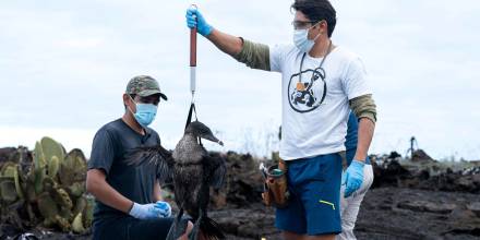 Científicos investigan metales pesados en aves de Galápagos