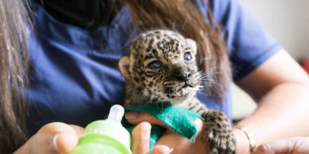 Jaguares: el reloj juega en contra para el gran felino de América