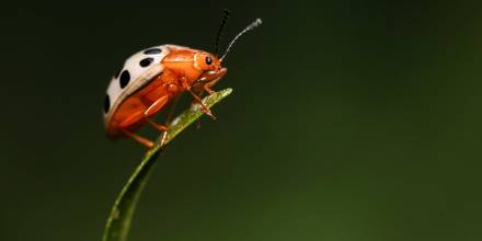 9 especies de mariquitas fueron descubiertas en Galápagos