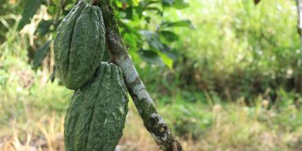 La FAO aplaude el proyecto de Ecuador para producir más cacao y aguacate