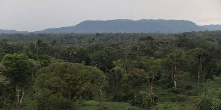 La Amazonía experimenta mayor incremento de carbono 