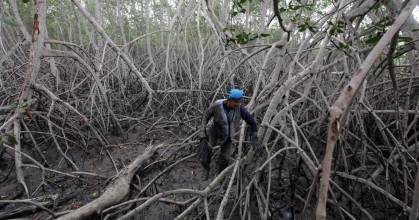 Acuicultura y tala afectan al almacenamiento de carbono azul de los manglares 