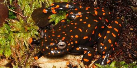 Dos nuevas especies de ranas fueron descritas en la cuenca alta del río Napo