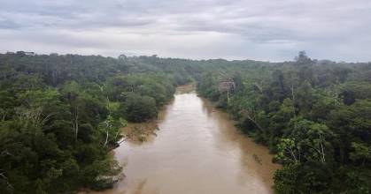 Revelan alto riesgo de extinción del 41 % de árboles endémicos de la Amazonía en Ecuador