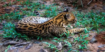 ¿Cuáles son los centros de rescate de fauna en la Amazonía?