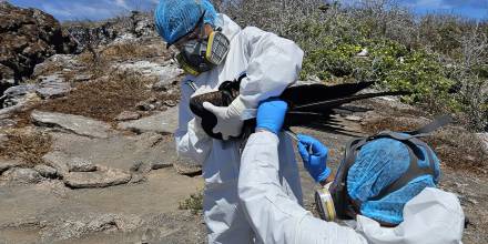 Ecuador reporta la presencia de gripe aviar en Galápagos