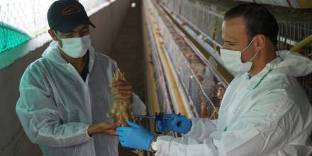 6,3 millones de aves han sido vacunadas contra la Influenza Aviar