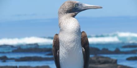 OFC busca recaudar más de $ 1.000 millones para proteger Galápagos