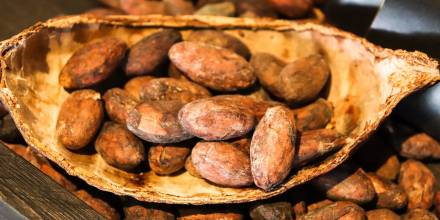 El precio del cacao cotiza hoy en $ 7.621,00 por quintal 