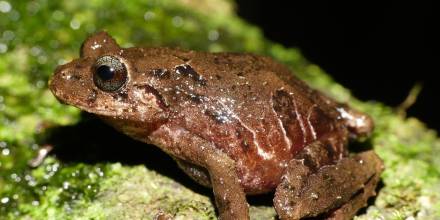 Una nueva especie de rana fue descubierta en Cerro Candelaria