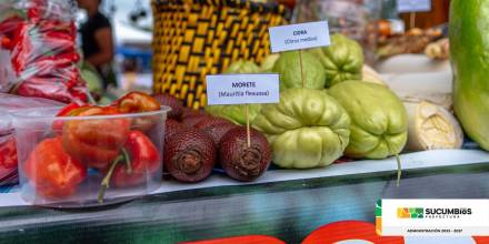 Morete, una de las palmas aceitosas nativas más altas de la Amazonía 